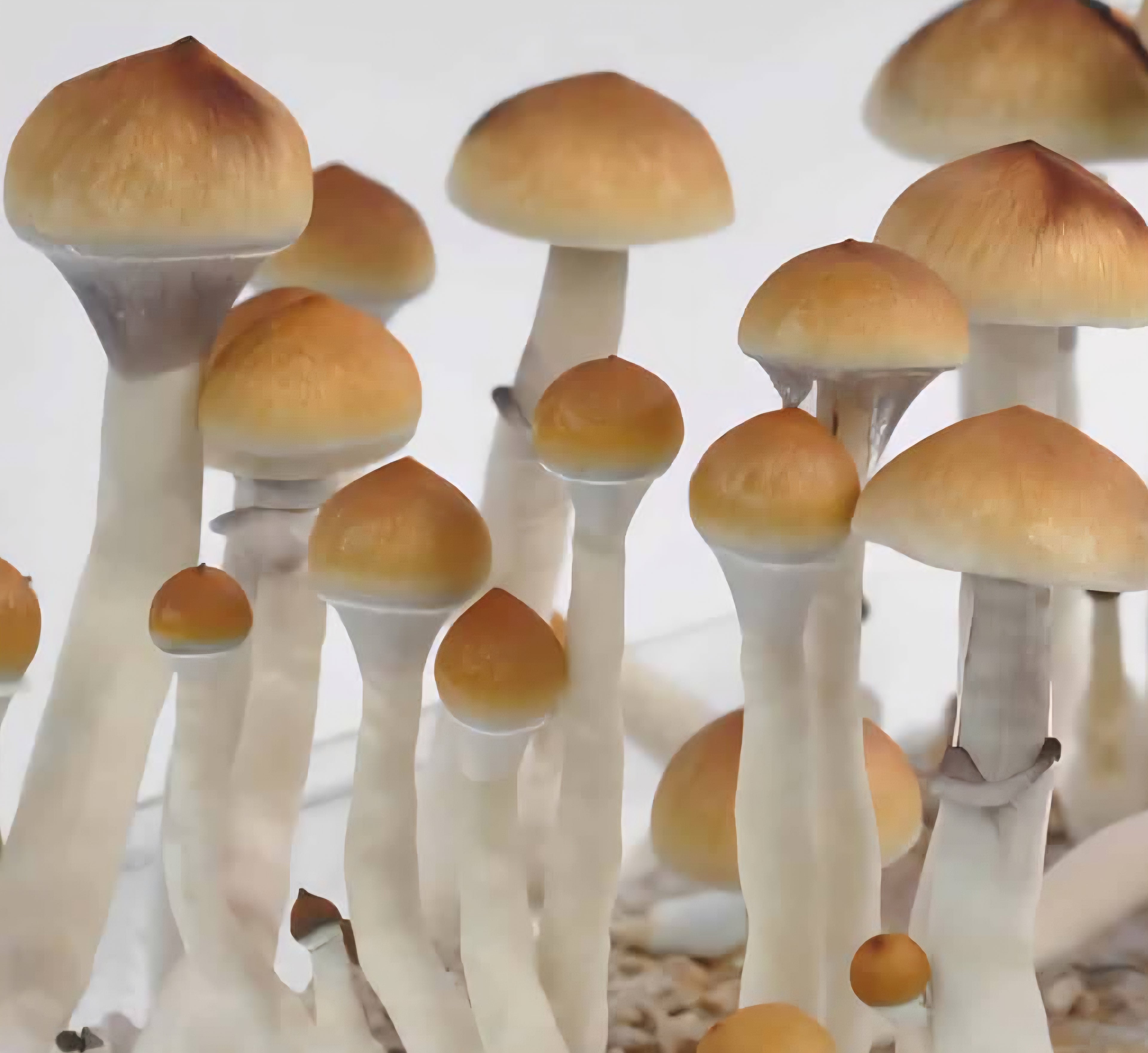 Penis Envy Amazonian (Psilocybe cubensis) Spore Syringe – 10 ml