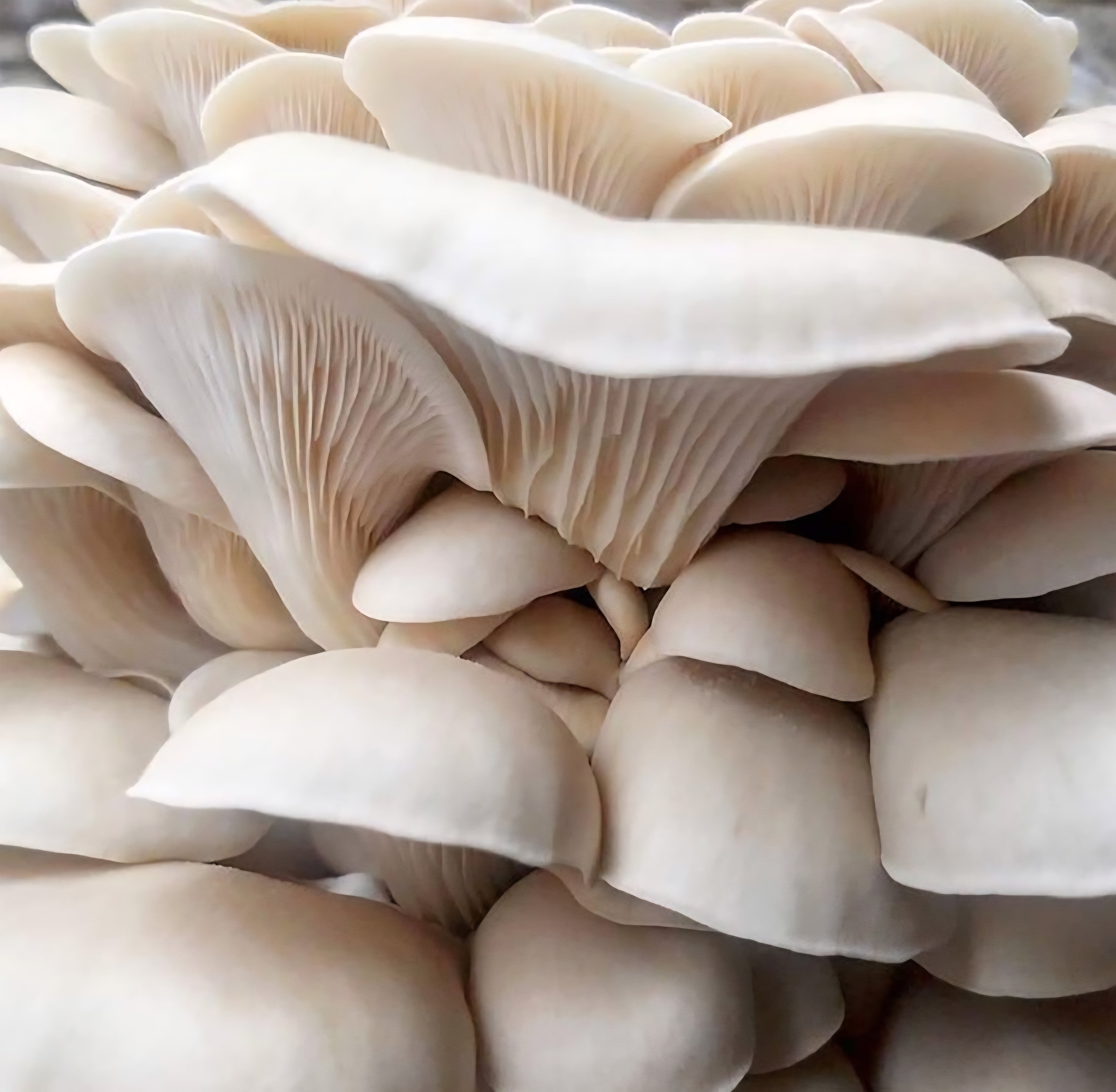 Pearl Oyster (Pleurotus ostreatus) Spore Syringe – 10 ml