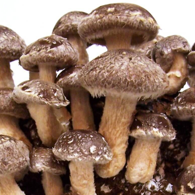 Shiitake (Lentinula edodes) Spore Syringe – 10 ml