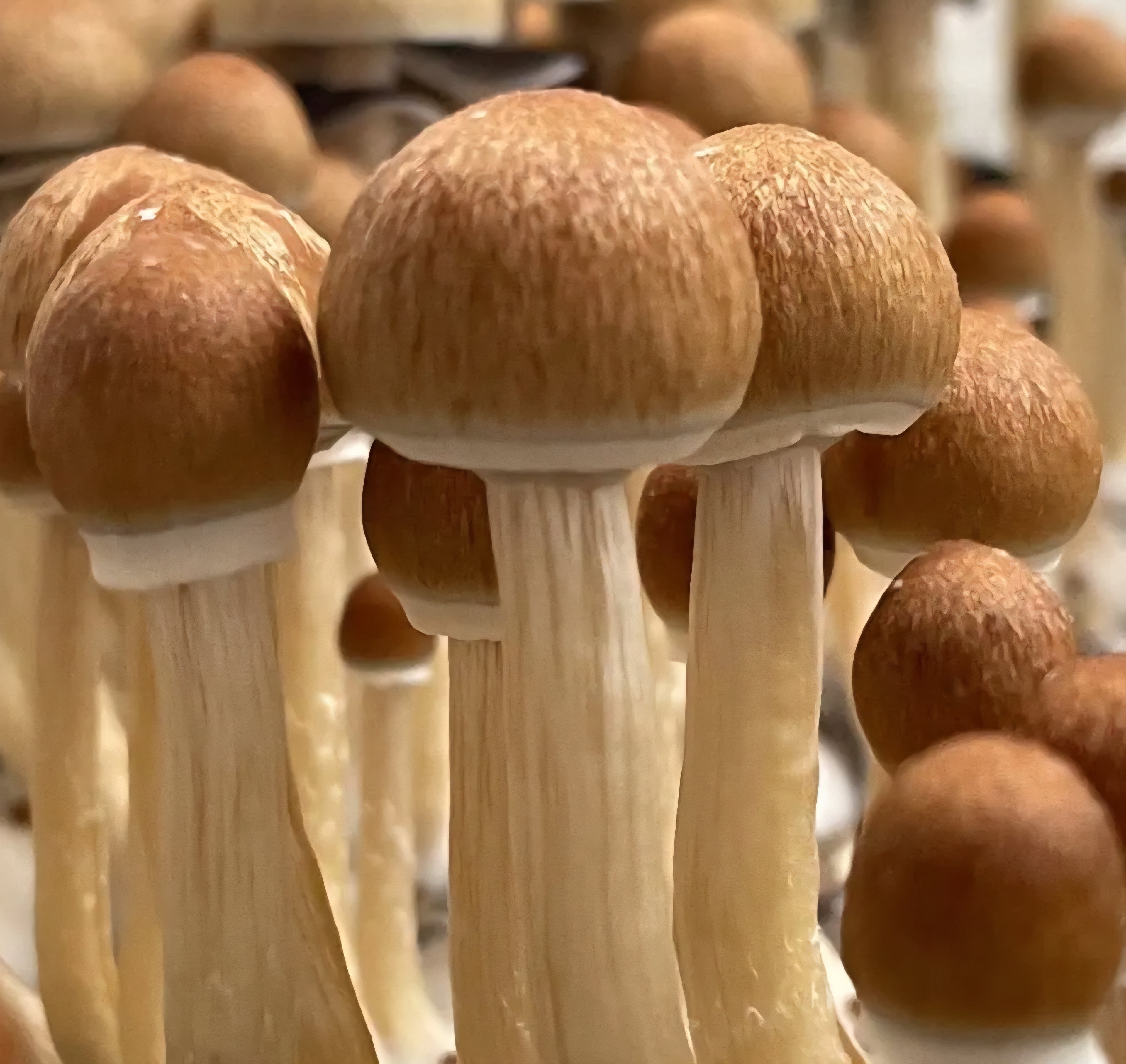 B+ (Psilocybe cubensis) Spore Syringe – 10 ml