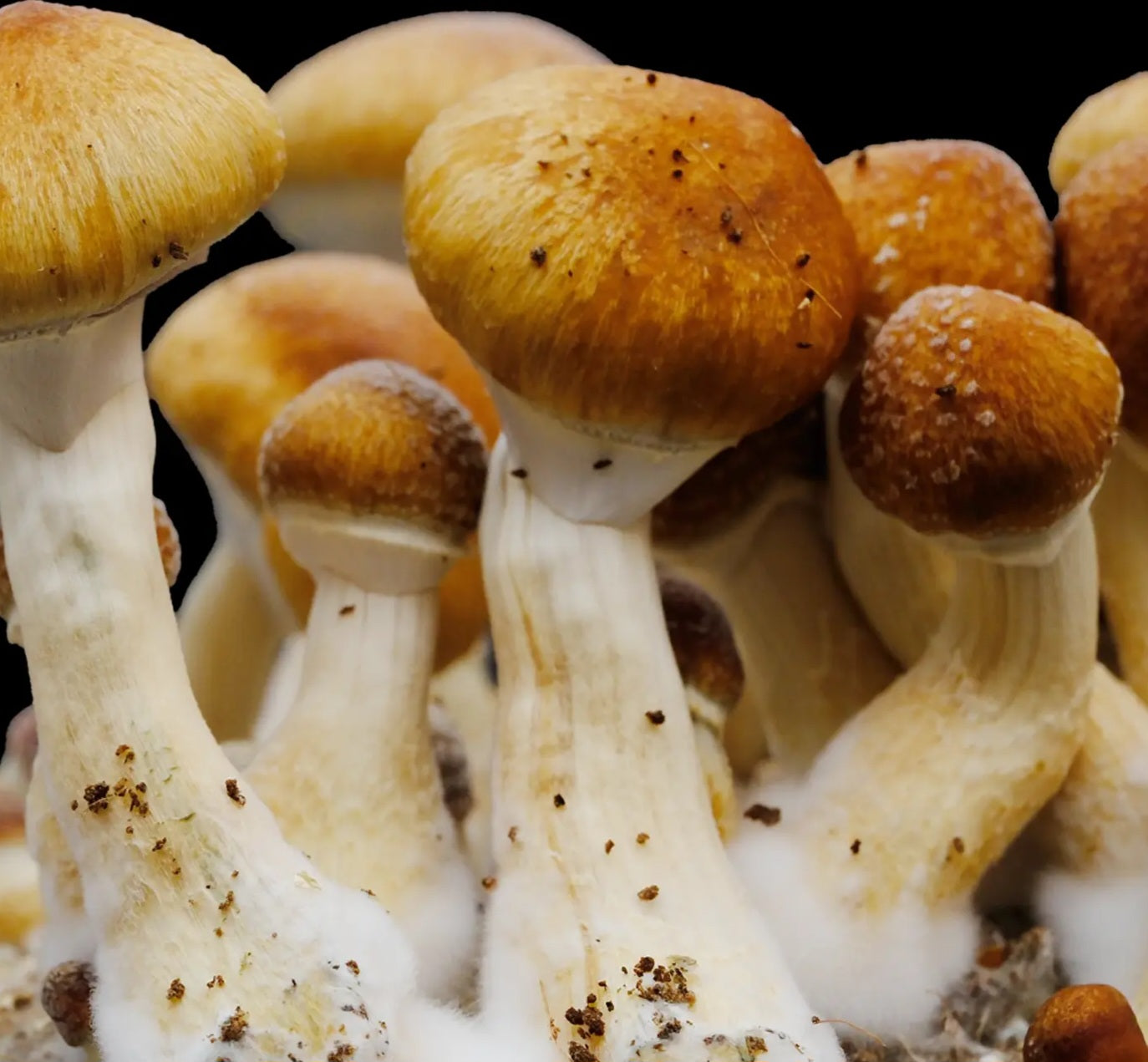 PF Classic (Psilocybe cubensis) Spore Syringe – 10 ml