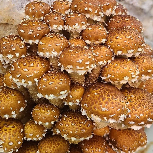 Chestnut Mushroom (Pholiota adiposa) Spore Syringe – 10 ml